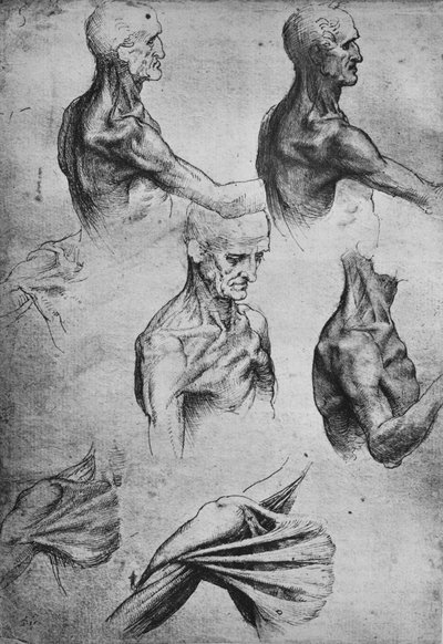 Studies van het hoofd en de schouders van een man, ca. 1480 1945 door Leonardo da Vinci