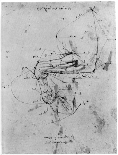 Studie in proportie van een paardenbeen, late 15e of vroege 16e eeuw 1954 door Leonardo da Vinci