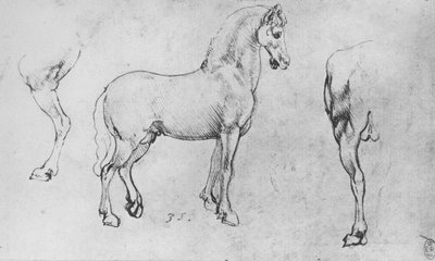 Studie van een paard, zijn linker achterbeen en achterkwartieren, c1480 door Leonardo da Vinci