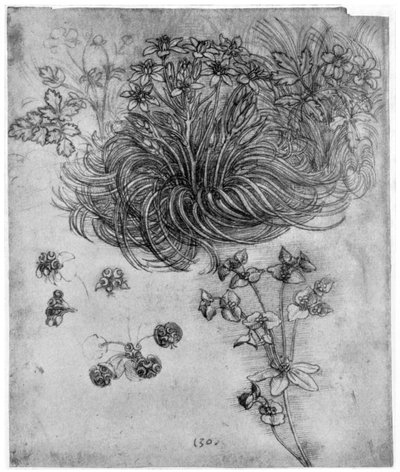Studie van een Ster van Bethlehem plant, 1505-1507 1954 door Leonardo da Vinci