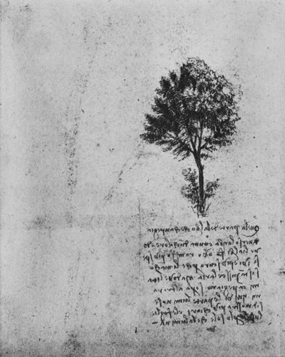 Studie van een Boom, ca. 1480 1945 door Leonardo da Vinci