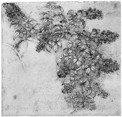 Studie van een braamtak, laat 15e of vroeg 16e eeuw door Leonardo da Vinci