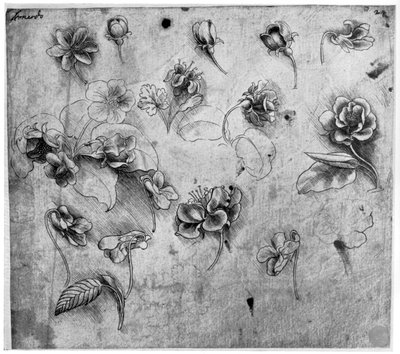 Studie van bloemen, ca. 1481-1483 1954 door Leonardo da Vinci