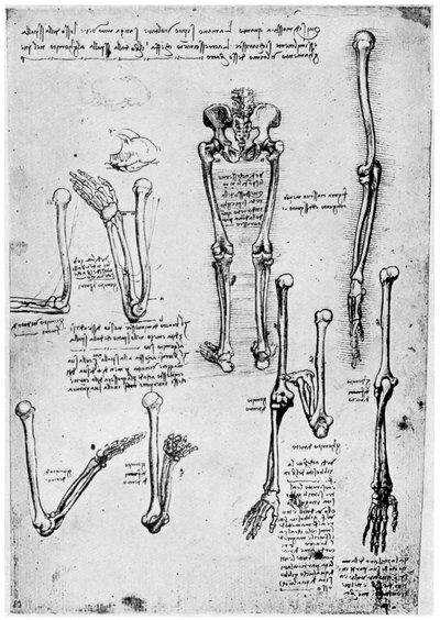 Studie van menselijke botten, eind 15e of 16e eeuw door Leonardo da Vinci
