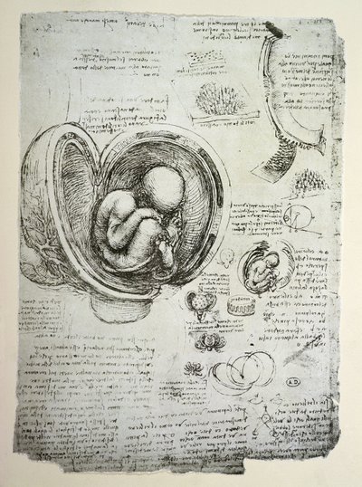De menselijke foetus in de baarmoeder, facsimile kopie door Leonardo da Vinci