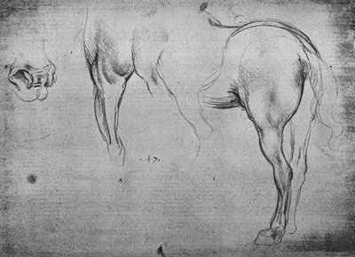 Drie schetsen van de achterkwartieren van een paard en een van zijn neusgaten door Leonardo da Vinci