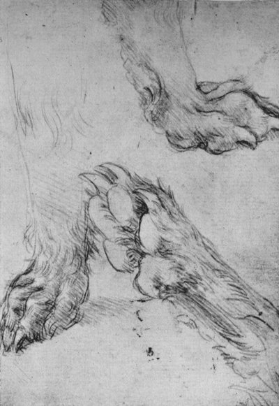 Drie studies van de poten van een hond of wolf door Leonardo da Vinci