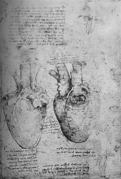 Twee tekeningen van het hart, ca. 1480 door Leonardo da Vinci