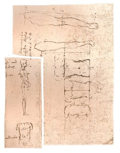 Twee tekeningen die de theorie van de verhoudingen van het menselijk figuur illustreren, ca. 1472-1519, 1883 door Leonardo da Vinci