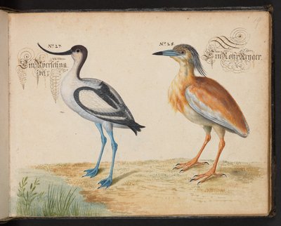 Kluut en Ralreiger door Leonhard Baldner