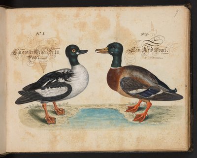 Een exacte natuurlijke beschrijving en afbeelding van de watervogels, vissen, viervoetige dieren, insecten en wormen, die in de wateren van Straatsburg worden gevonden, die ik zelf heb geschoten en behandeld. Leonard Baldner, visser en burger in Straatsbur door Leonhard Baldner