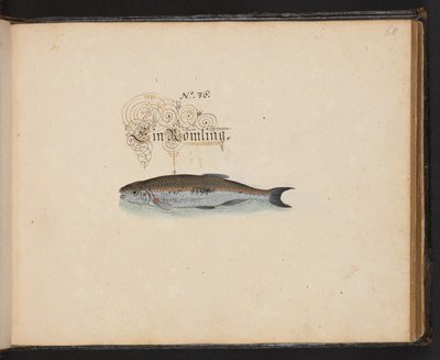 Een exacte natuurlijke beschrijving en afbeelding van de watervogels, vissen, viervoetige dieren, insecten en wormen, die in de wateren van Straatsburg worden gevonden, die ik zelf heb geschoten en behandeld. Leonard Baldner, visser en burger in Straatsbur door Leonhard Baldner