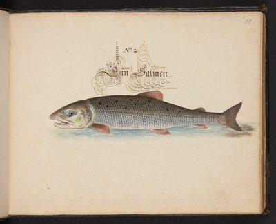 Een exacte natuurlijke beschrijving en afbeelding van de watervogels, vissen, viervoetige dieren, insecten en wormen, die in de wateren van Straatsburg worden gevonden, die ik zelf heb geschoten en behandeld. Leonard Baldner, visser en burger in Straatsbur door Leonhard Baldner