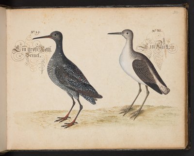 Een exacte natuurlijke beschrijving en afbeelding van de watervogels, vissen, viervoetige dieren, insecten en wormen, die in de wateren van Straatsburg worden gevonden, die ik zelf heb geschoten en behandeld. Leonard Baldner, visser en burger in Straatsbur door Leonhard Baldner