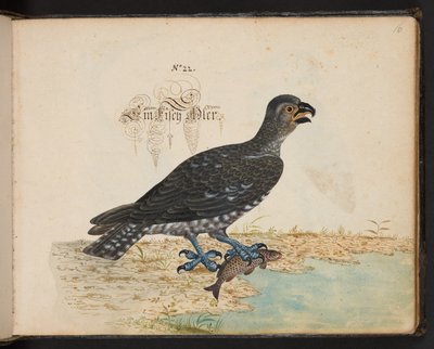 Een exacte natuurlijke beschrijving en afbeelding van de watervogels, vissen, viervoetige dieren, insecten en wormen, die in de wateren van Straatsburg worden gevonden, die ik zelf heb geschoten en behandeld. Leonard Baldner, visser en burger in Straatsbur door Leonhard Baldner