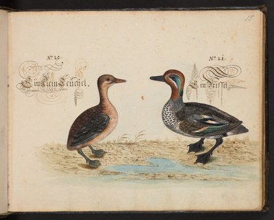 Een exacte natuurlijke beschrijving en afbeelding van de watervogels, vissen, viervoetige dieren, insecten en wormen, die in de wateren van Straatsburg worden gevonden, die ik zelf heb geschoten en behandeld. Leonard Baldner, visser en burger in Straatsbur door Leonhard Baldner