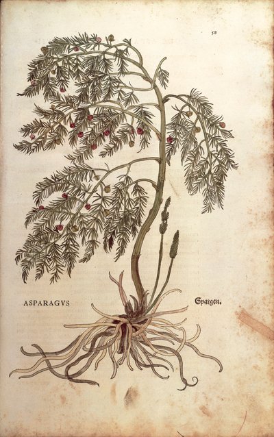 Asperge (Asparagus officinalis) door Leonhart Fuchs uit De historia stirpium commentarii insignes (Notable Commentaries on the History of Plants), gekleurde gravure door Leonhard Fuchs