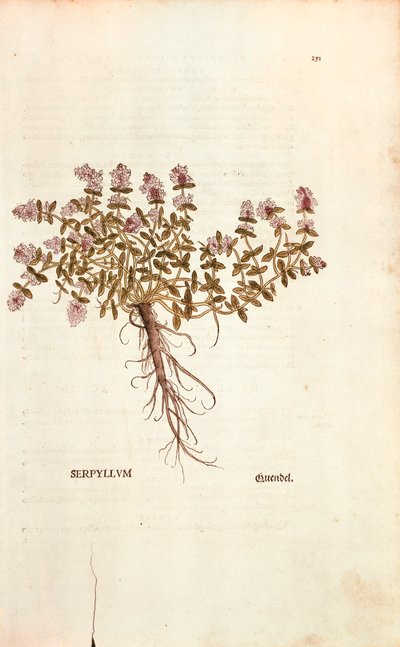 Brekland of Wilde Tijm (Thymus serpyllum) uit De historia stirpium commentarii insignes (Opmerkelijke commentaren over de geschiedenis van planten), gekleurde gravure door Leonhard Fuchs