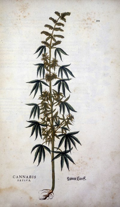 Cannabis Sativa (Hennep) - in 