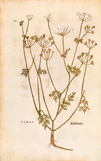 Karwij - Carum carvi (Caros) door Leonhart Fuchs uit De historia stirpium commentarii insignes (Notable Commentaries on the History of Plants), gekleurde gravure door Leonhard Fuchs