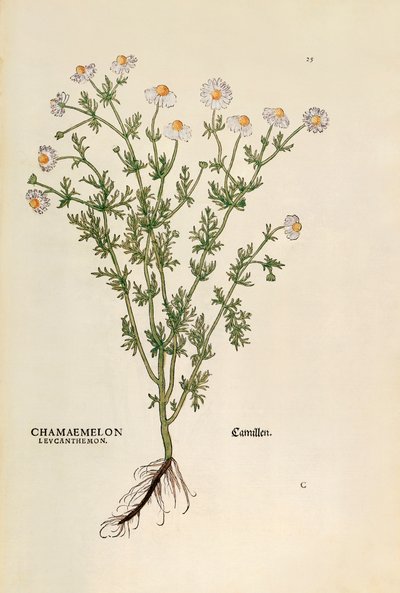 Kamille - Matricaria chamomilla, gekleurde gravure uit De historia stirpium commentarii insignes door Leonhard Fuchs