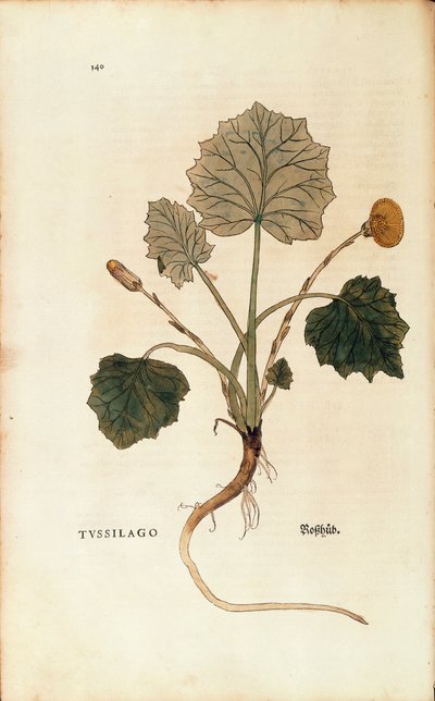 Klein hoefblad door Leonhart Fuchs uit De historia stirpium commentarii insignes, gekleurde gravure door Leonhard Fuchs