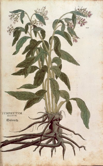 Smeerwortel - Symphytum officinale (Symphytum magnus) uit De historia stirpium commentarii insignes (Opmerkelijke commentaren over de geschiedenis van planten), gekleurde gravure door Leonhard Fuchs