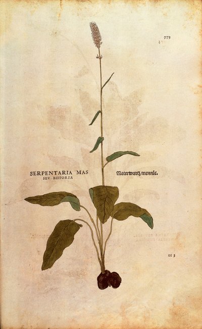Gewone Bistort - Persicaria bistorta door Leonhart Fuchs uit De historia stirpium commentarii insignes, gekleurde gravure door Leonhard Fuchs