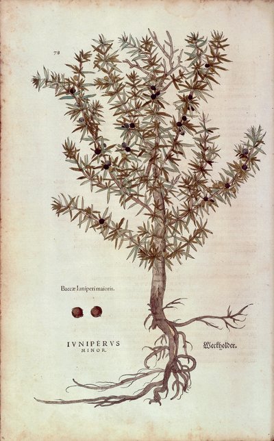 Gewone jeneverbes - Juniperus communis (Juniperus minor) door Leonhart Fuchs uit De historia stirpium commentarii insignes (Notable Commentaries on the History of Plants), gekleurde gravure door Leonhard Fuchs