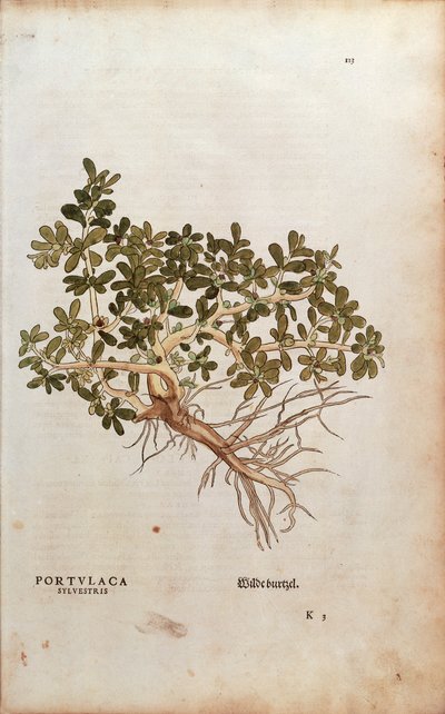 Postelein of varkensgras - Portulaca oleracea, gekleurde gravure uit De historia stirpium commentarii insignes door Leonhard Fuchs