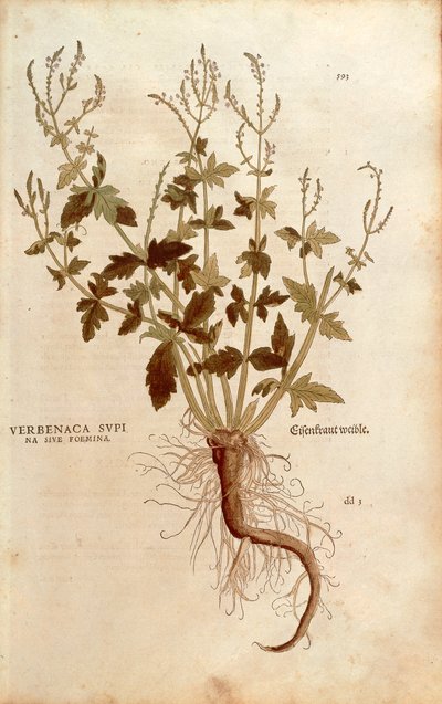 Gewone IJzerhard of Verbena - Verbena officinalis (Verbenaca supina sive foemina) uit De historia stirpium commentarii insignes (Opmerkelijke commentaren over de geschiedenis van planten), gekleurde gravure door Leonhard Fuchs