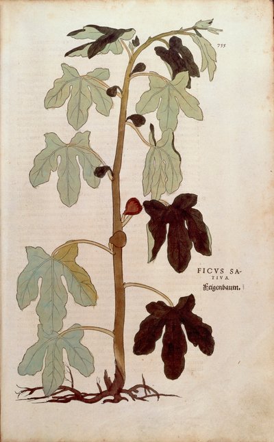 Gewone vijg - Ficus carica, gekleurde gravure uit De historia stirpium commentarii insignes door Leonhard Fuchs