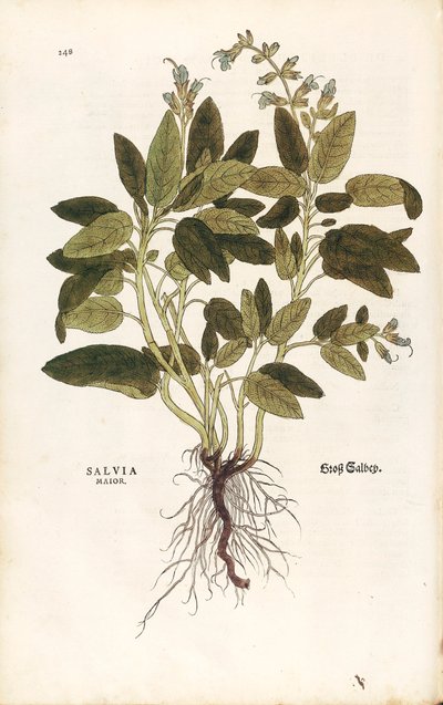 Gewone Salie - Salvia officinalis (Salvia maior) door Leonhart Fuchs uit De historia stirpium commentarii insignes (Opmerkelijke Commentaren op de Geschiedenis van Planten), gekleurde gravure door Leonhard Fuchs