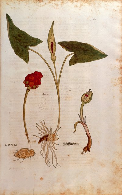 Gevlekte Aronskelk of Italiaanse Aronskelk - Arum italicum (Arum) door Leonhart Fuchs uit De historia stirpium commentarii insignes (Opmerkelijke Commentaren op de Geschiedenis van Planten), gekleurde gravure door Leonhard Fuchs