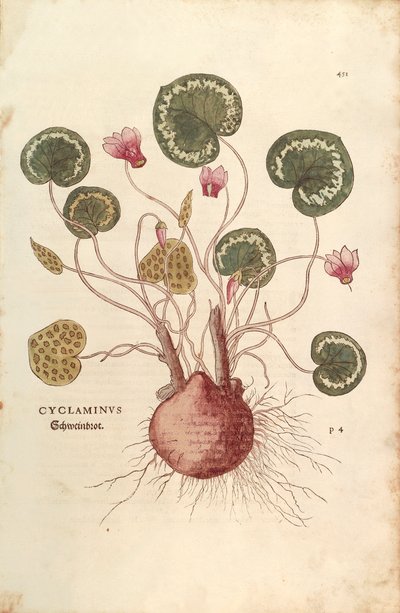 Cyclamen door Leonhart Fuchs uit De historia stirpium commentarii insignes, gekleurde gravure door Leonhard Fuchs