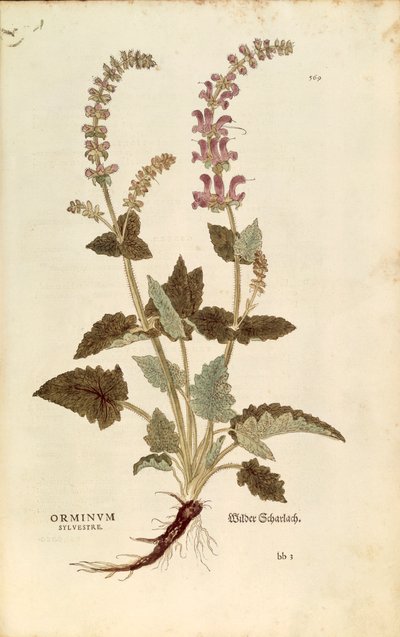 Drakenmond (Horminum of Orminum sylvestre) door Leonhart Fuchs uit De historia stirpium commentarii insignes (Opmerkelijke commentaren over de geschiedenis van planten), gekleurde gravure door Leonhard Fuchs