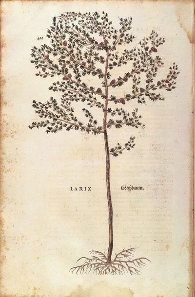 Europese lariks - Larix decidua, gekleurde gravure uit De historia stirpium commentarii insignes door Leonhard Fuchs