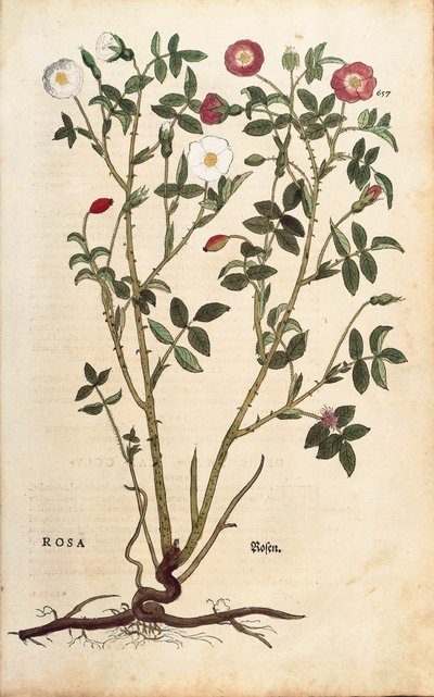 Wintergroene roos (Rosa sempervirens) uit De historia stirpium commentarii insignes (Opmerkelijke commentaren over de geschiedenis van planten), gekleurde gravure door Leonhard Fuchs