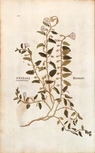 Akkerwinde - Convolvulus arvensis uit De historia stirpium commentarii insignes (Opmerkelijke commentaren over de geschiedenis van planten) gekleurde gravure door Leonhard Fuchs