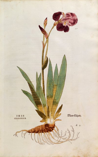 Duitse Iris - Iris florentina uit De historia stirpium commentarii insignes (Opmerkelijke commentaren over de geschiedenis van planten), gekleurde gravure door Leonhard Fuchs