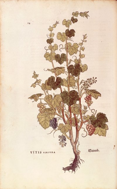 Wijnstok (Vitis vinifera) uit De historia stirpium commentarii insignes (Opmerkelijke commentaren over de geschiedenis van planten), gekleurde gravure door Leonhard Fuchs