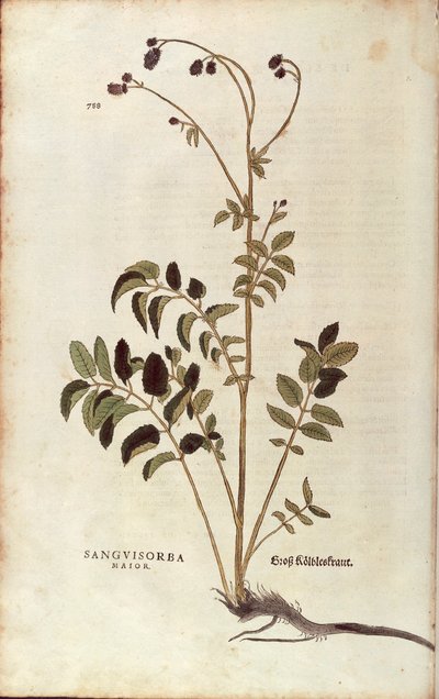 Grote Pimpernel - Sanguisorba officinalis (Sanguisorba major) door Leonhart Fuchs uit De historia stirpium commentarii insignes (Opmerkelijke Commentaren op de Geschiedenis van Planten), gekleurde gravure door Leonhard Fuchs