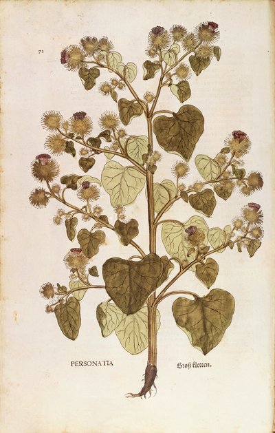 Grote Klis - Arctium lappa (Personatia) door Leonhart Fuchs uit De historia stirpium commentarii insignes (Opmerkelijke Commentaren op de Geschiedenis van Planten), gekleurde gravure door Leonhard Fuchs