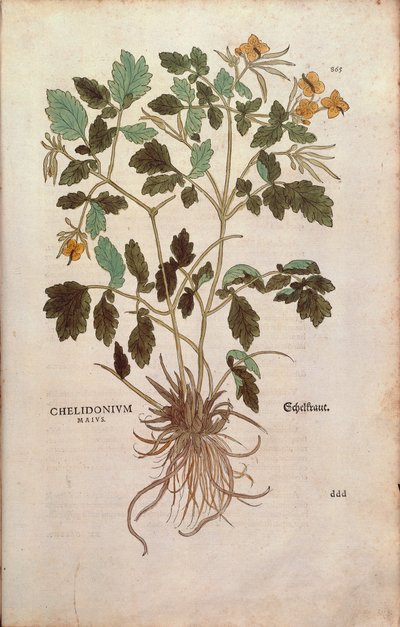 Grote stinkende gouwe - Chelidonium majus, gekleurde gravure uit De historia stirpium commentarii insignes door Leonhard Fuchs