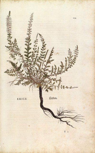 Heide - Calluna vulgaris uit De historia stirpium commentarii insignes (Opmerkelijke commentaren over de geschiedenis van planten), gekleurde gravure door Leonhard Fuchs