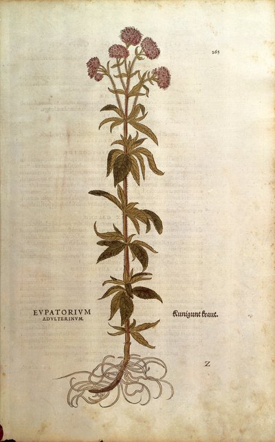 Leverkruid - Eupatorium cannabinum (Eupatorium adulterinum) uit De historia stirpium commentarii insignes (Opmerkelijke commentaren over de geschiedenis van planten), gekleurde gravure door Leonhard Fuchs
