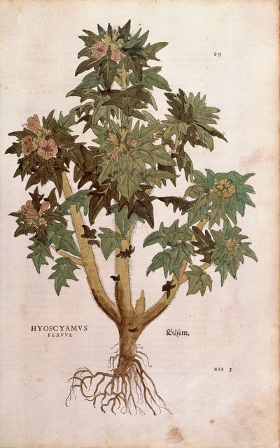 Bilzekruid - Hyoscyamus niger (Hyoscyamus flavus) door Leonhart Fuchs uit De historia stirpium commentarii insignes (Notable Commentaries on the History of Plants), gekleurde gravure door Leonhard Fuchs