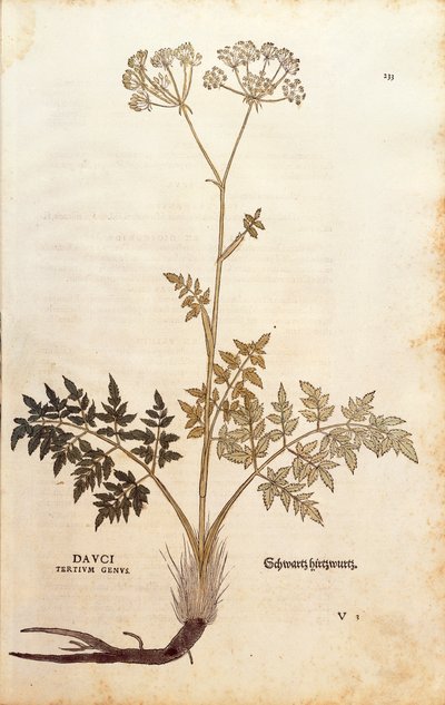 Varkensvenkel - Peucedanum cervaria (Dauci tertium genus) door Leonhart Fuchs uit De historia stirpium commentarii insignes (Opmerkelijke Commentaren op de Geschiedenis van Planten), gekleurde gravure door Leonhard Fuchs