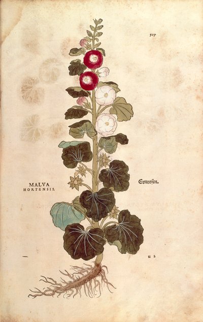 Stokroos - Malvaceae - Alcea (Malva hortensis) door Leonhart Fuchs uit De historia stirpium commentarii insignes (Notable Commentaries on the History of Plants), gekleurde gravure door Leonhard Fuchs