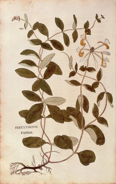 Kamperfoelie (Lonicera periclymenum) uit De historia stirpium commentarii insignes (Opmerkelijke commentaren over de geschiedenis van planten), gekleurde gravure door Leonhard Fuchs